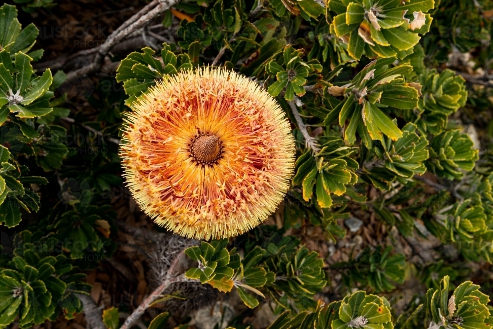 Top down view of a banksia flower - Australian Stock Image