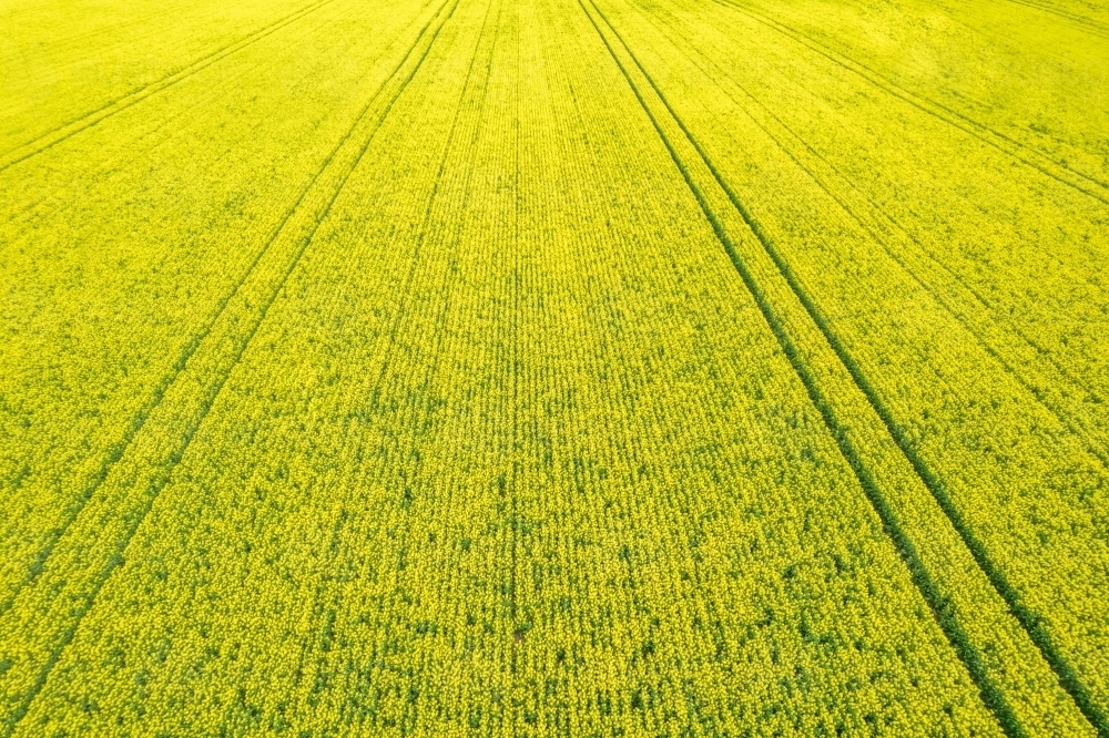 topshot of a field with yellow flowers - Australian Stock Image