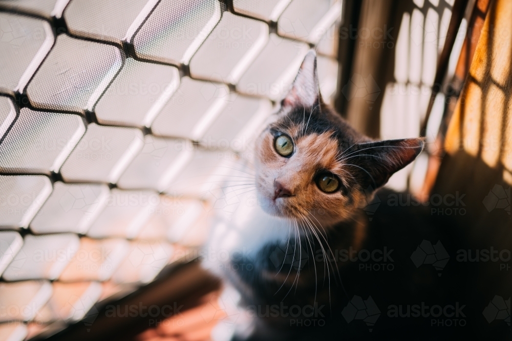 Tortoise shell cat at the door - Australian Stock Image