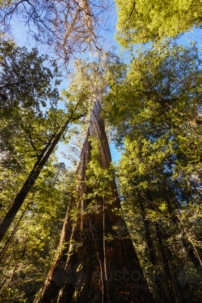 Towering tree trunk on secluded Twisted Sister Trail on a cool summer afternoon - Australian Stock Image