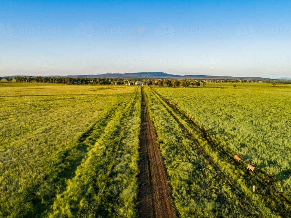 Trach through green farm paddocks leading to distant buildings and sheds - Australian Stock Image