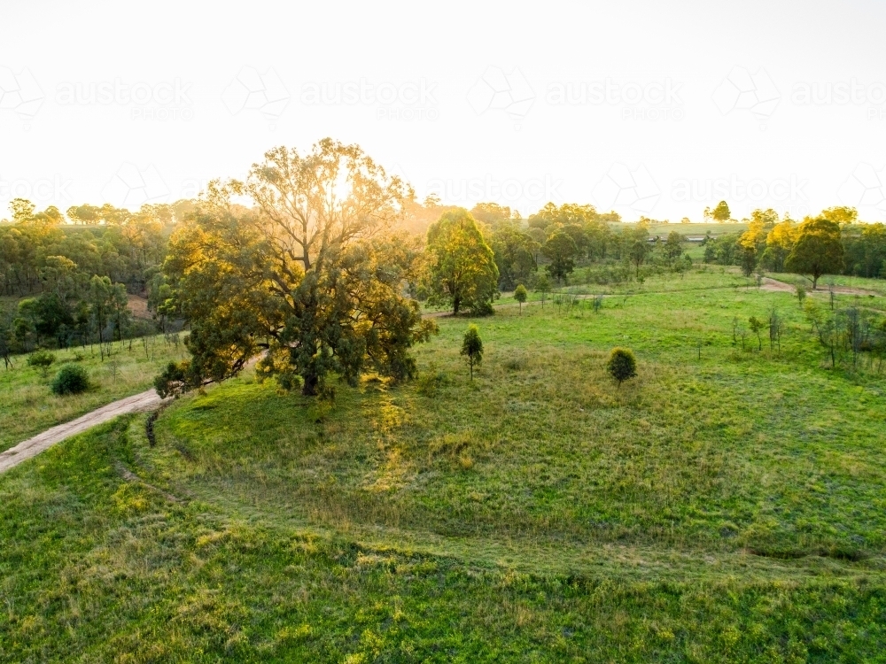 Track through green paddock towards the sunset - Australian Stock Image