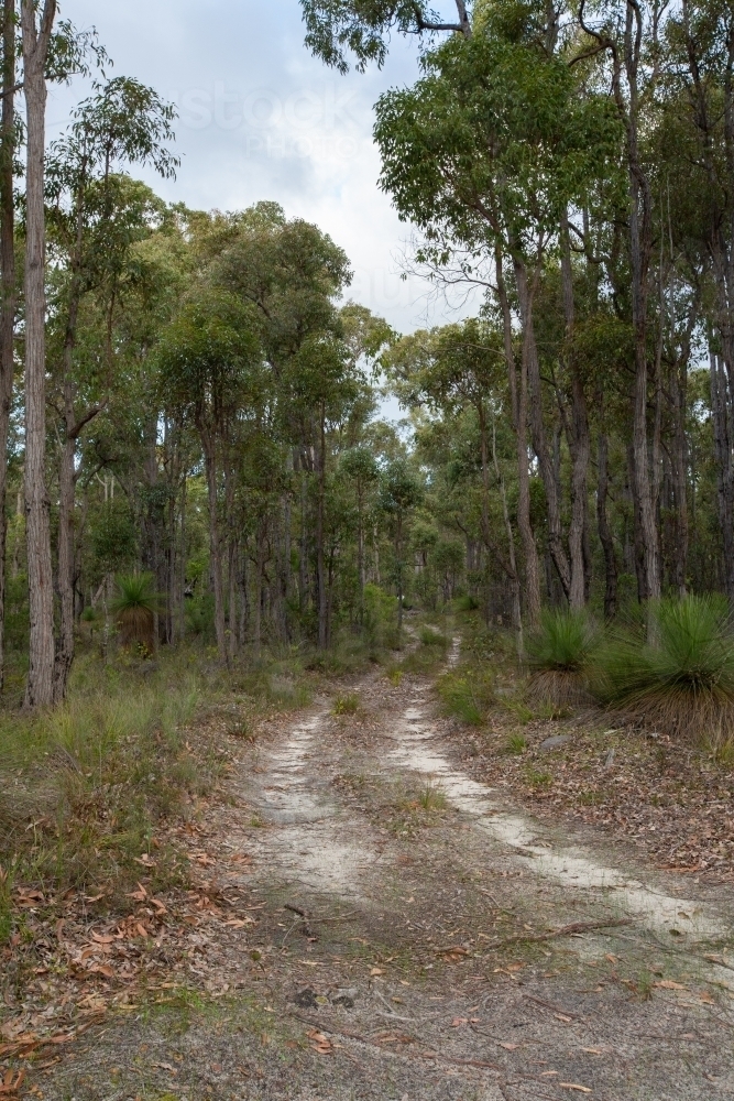 Track through Jarrah Forest with Grass Trees - Australian Stock Image