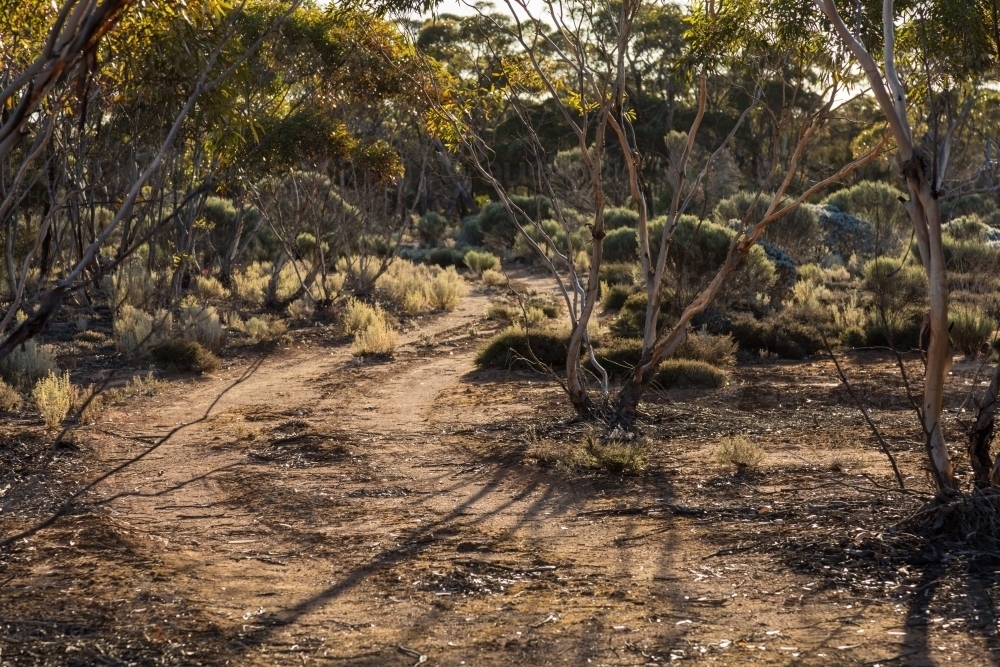 Track winding through mallee woodland - Australian Stock Image