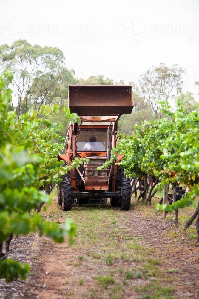 Tractor among vines in vineyard - Australian Stock Image