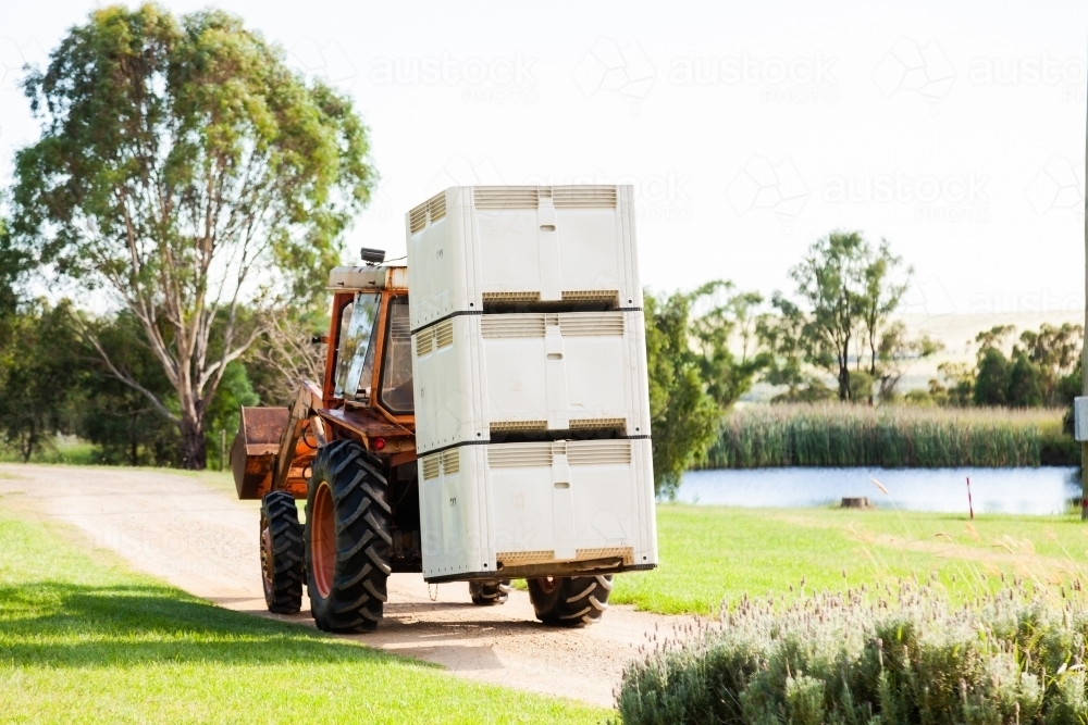 Tractor on farm carrying stack of half ton bins full of fruit - Australian Stock Image