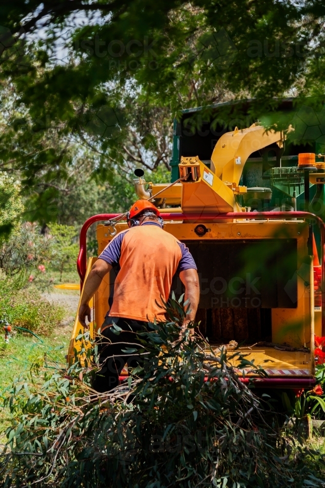 Image of Tradie feeding branches into wood chipping machine - Austockphoto