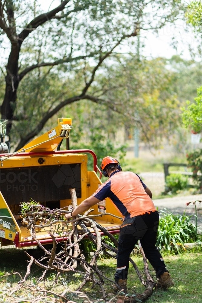 Tradie feeding branches into wood chipping machine - Australian Stock Image