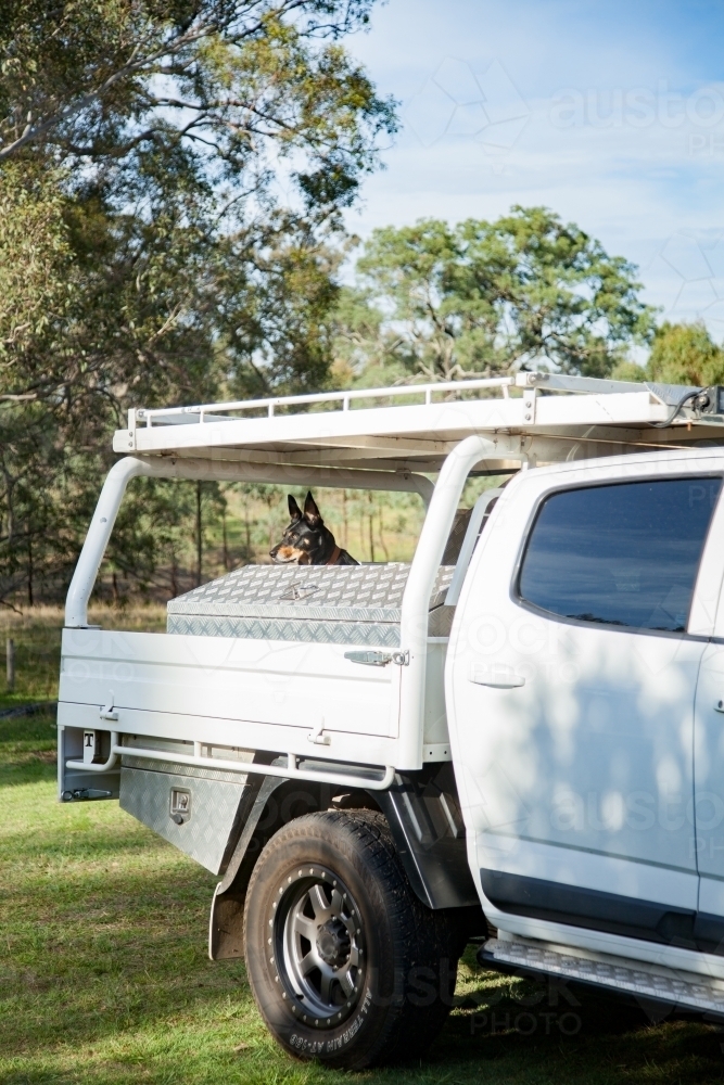 Tradie's ute on property with kelpie dog sitting on tray - Australian Stock Image