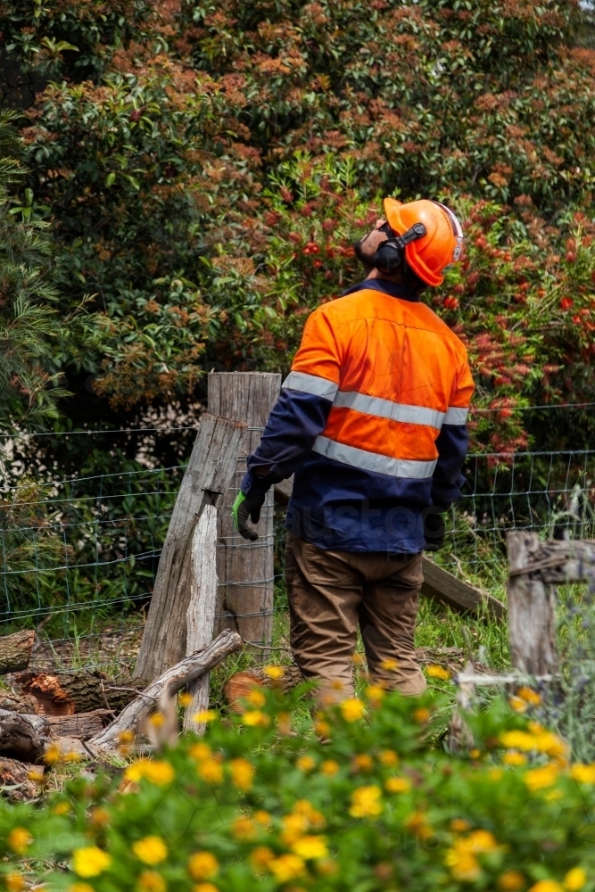 Tradie workman looking up at tree he is helping remove branches from - Australian Stock Image