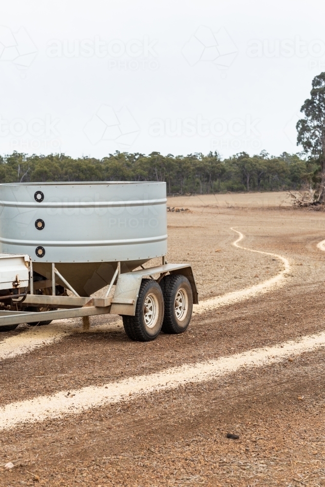 Trail feeding grain for sheep feed - Australian Stock Image