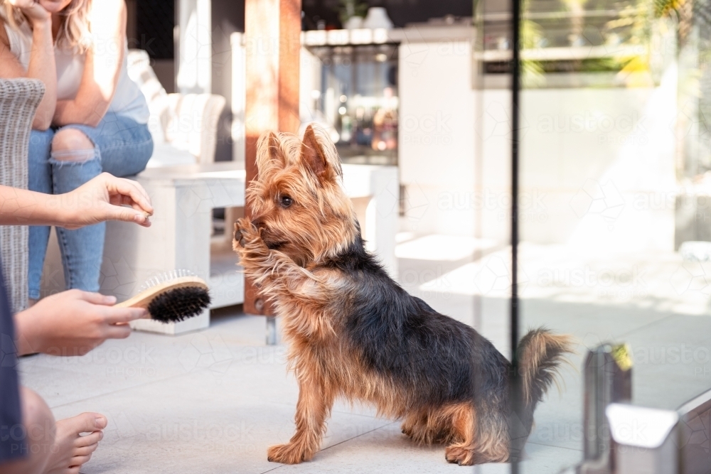 training a dog with food - Australian Stock Image