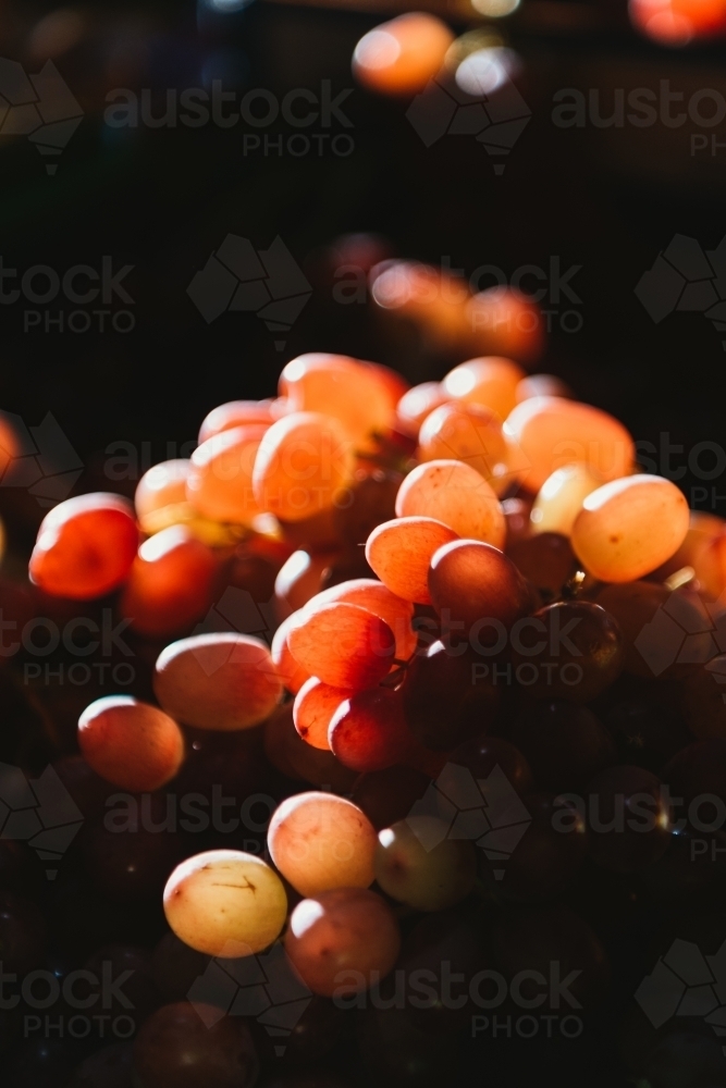 Transparent red grapes on dark background. - Australian Stock Image