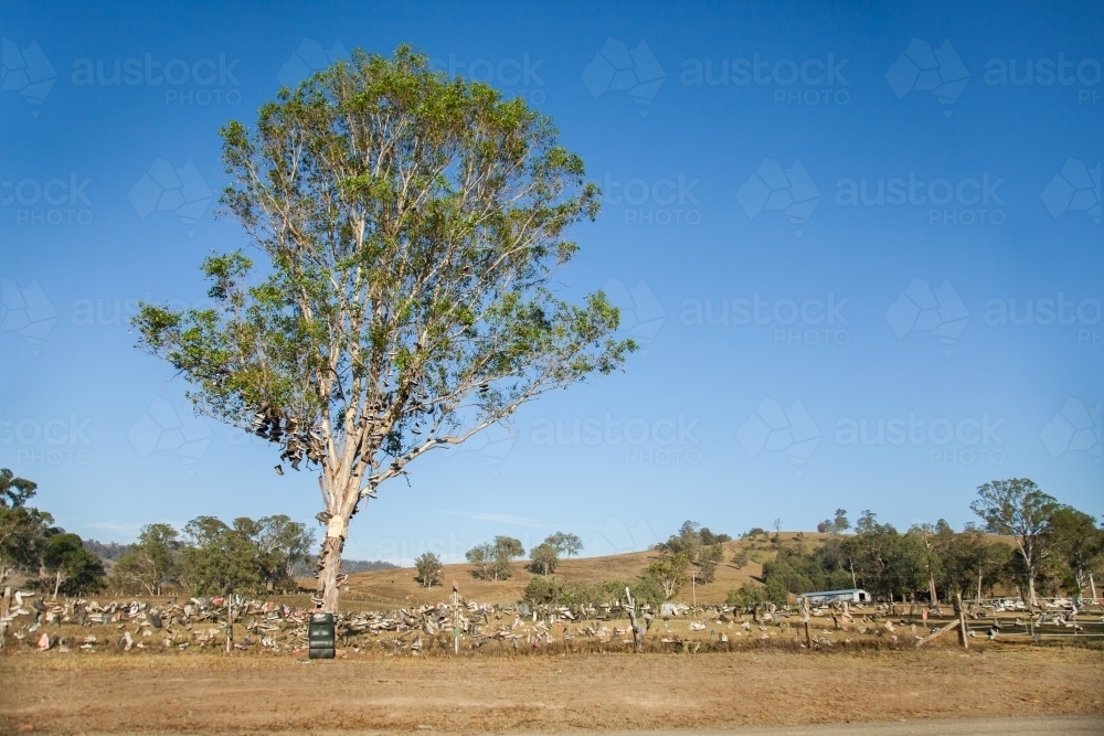 Tree and fence hung with boots on Boot Hill, Allyn River Road, Dungog - Australian Stock Image