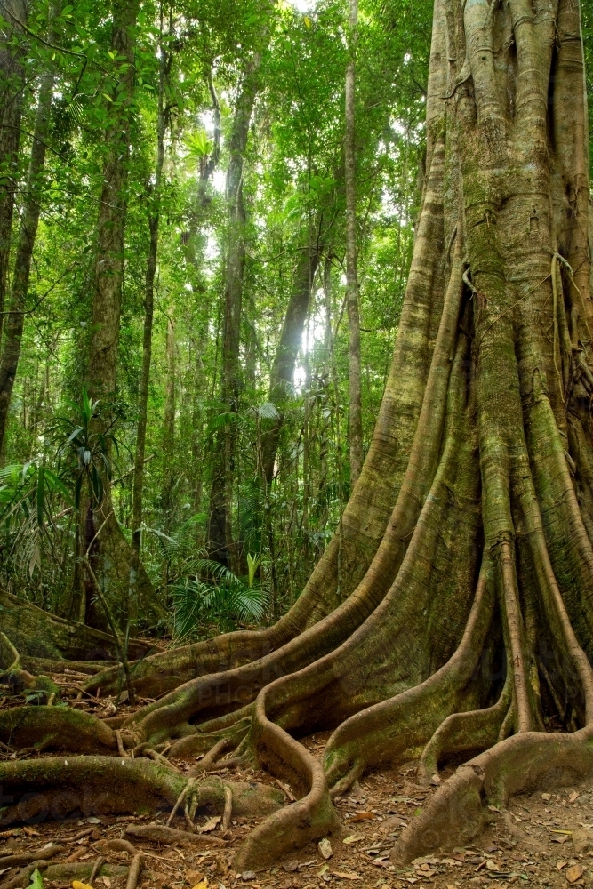 Tree buttress roots in subtropical rainforest. - Australian Stock Image