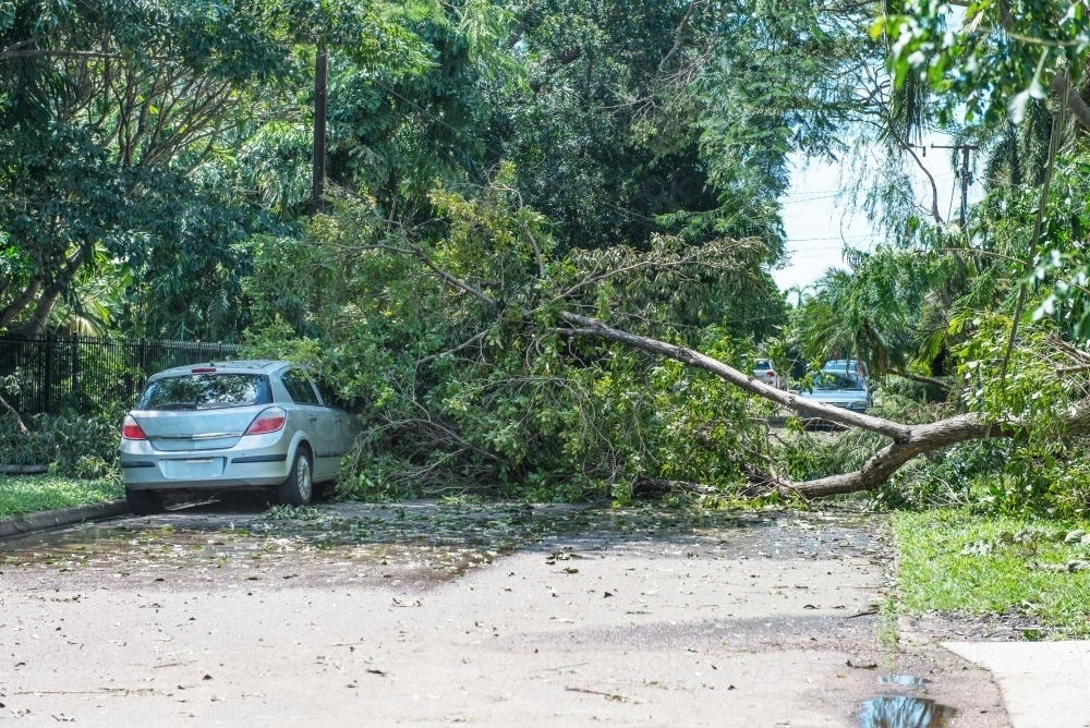 Tree fallen on car - Australian Stock Image