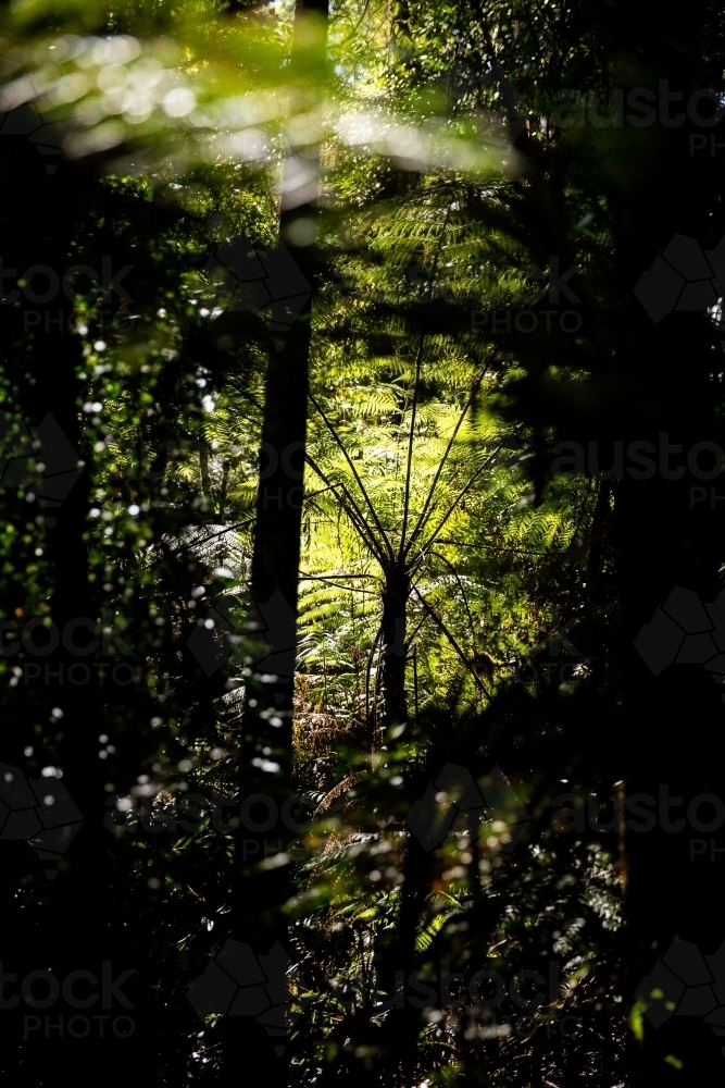 tree fern in a rainforest clearing - Australian Stock Image