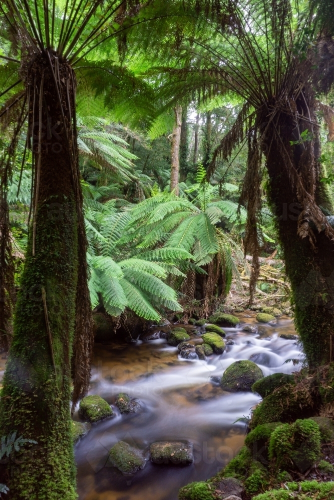 Tree ferns by a stream with soft, flowing water - Australian Stock Image