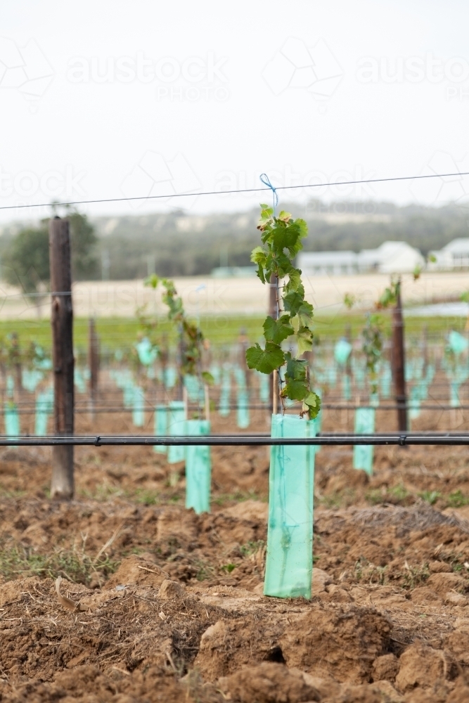 Tree guard around young newly planted grape vine in vineyard - Australian Stock Image