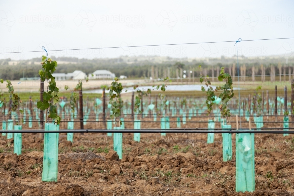 Tree guards around young grape vines in vineyard - Australian Stock Image