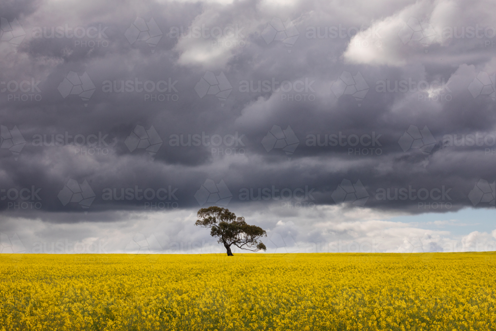 Tree in a canola crop on overcast day - Australian Stock Image