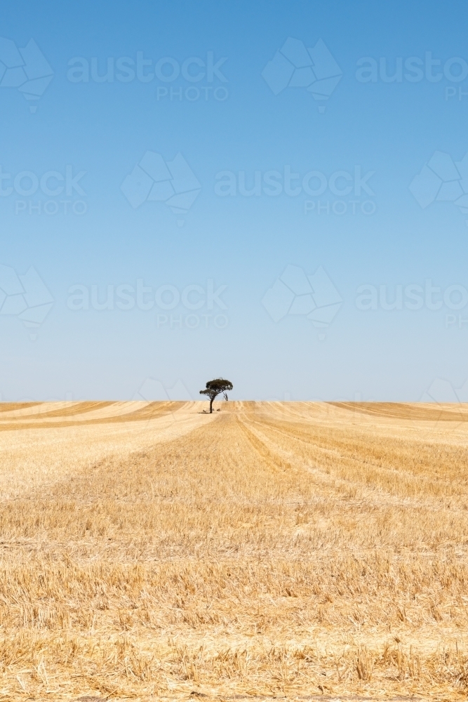 Tree in middle of harvested wheat paddock creating harvest lines - Australian Stock Image