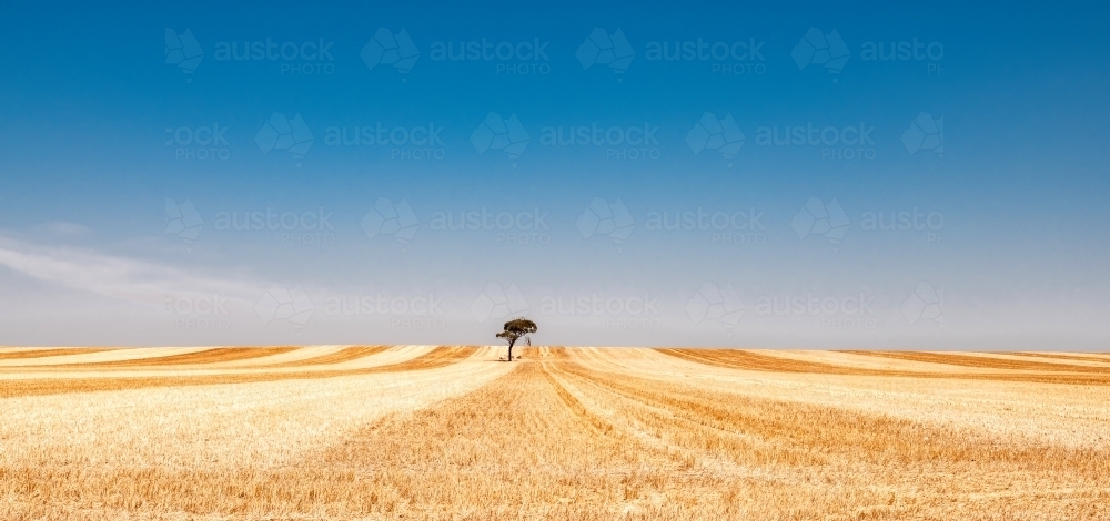 Tree in middle of harvested wheat paddock creating harvest lines - Australian Stock Image