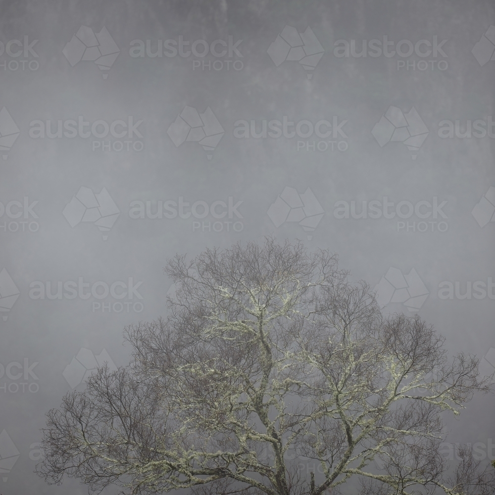 Tree in mist - Australian Stock Image