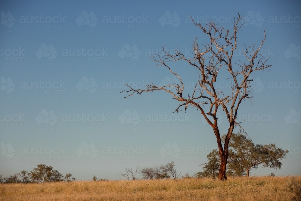 Tree in paddock - Australian Stock Image