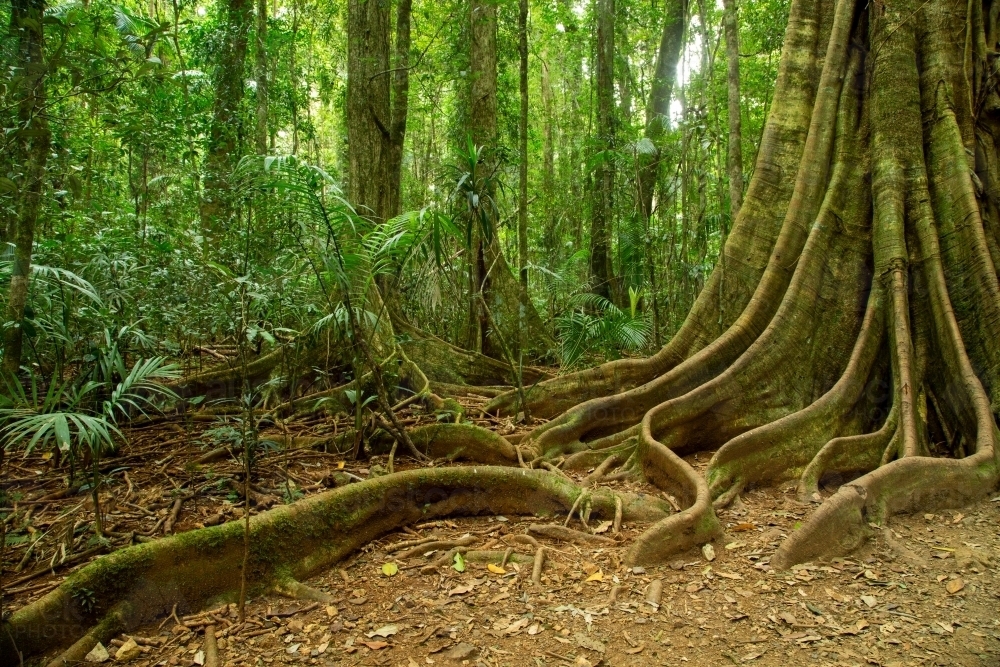 Image of Tree roots in subtropical rainforest. - Austockphoto