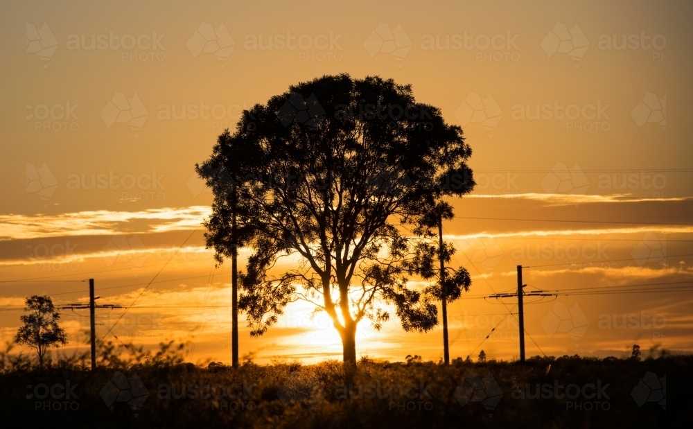 Tree silhouette at sunrise in front of power lines - Australian Stock Image