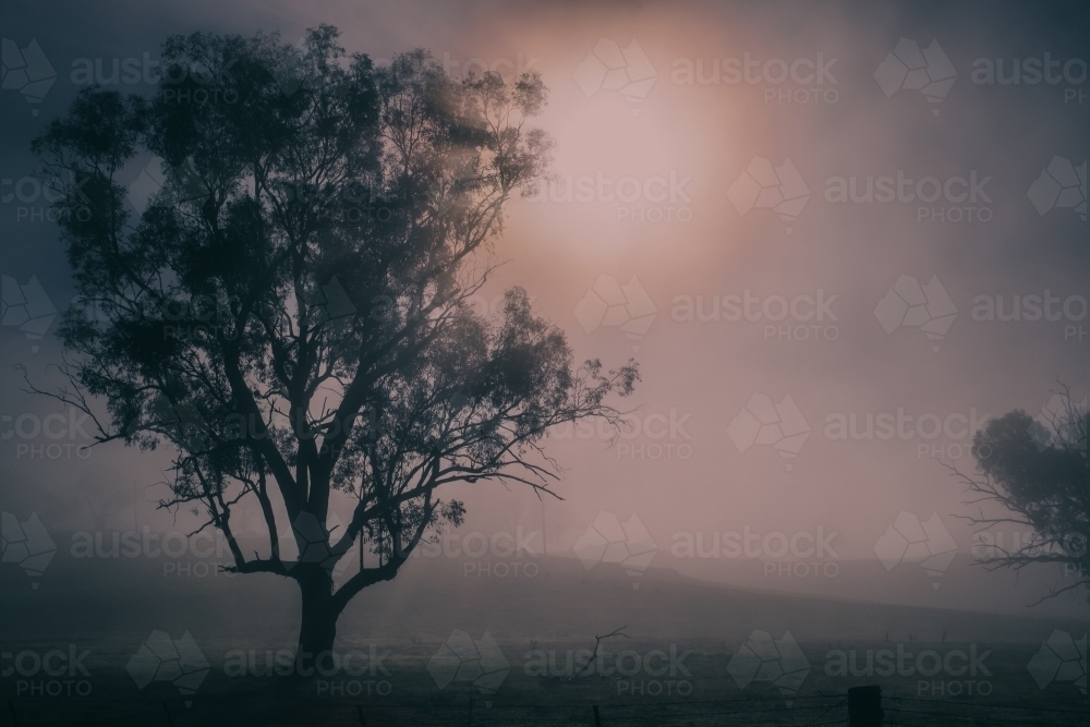 tree silhouette on a foggy morning - Australian Stock Image