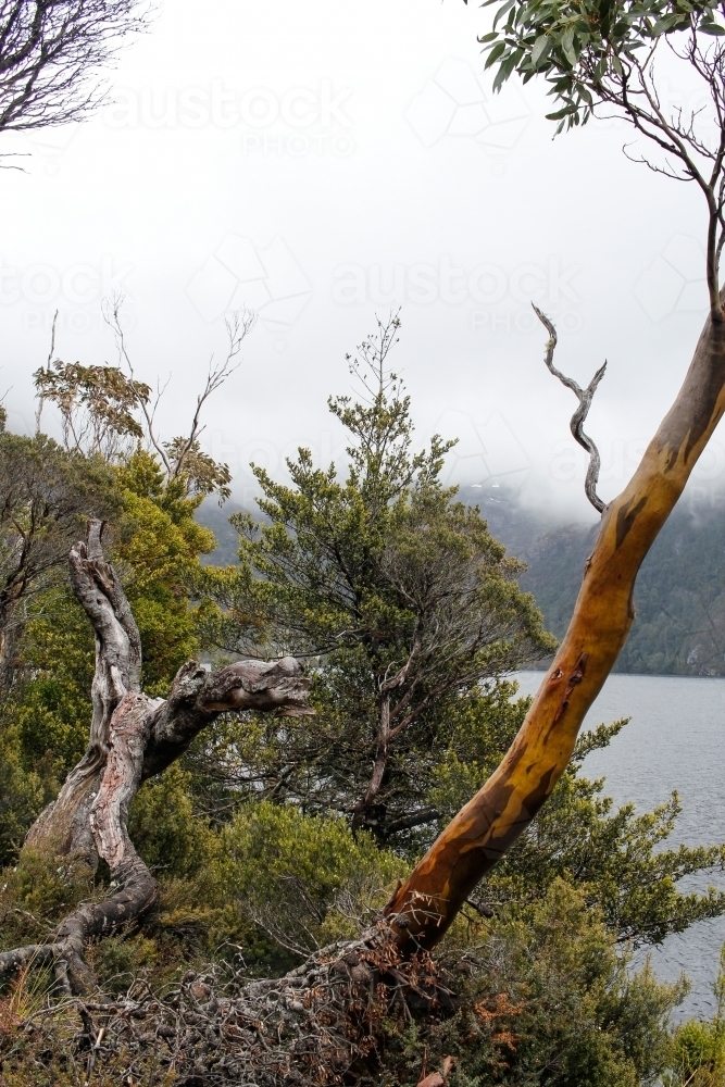 Tree stump and native vegetation, Cradle Mountain - Australian Stock Image