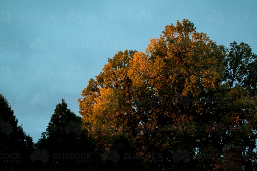 Tree top of turning leaves catching the sunset - Australian Stock Image