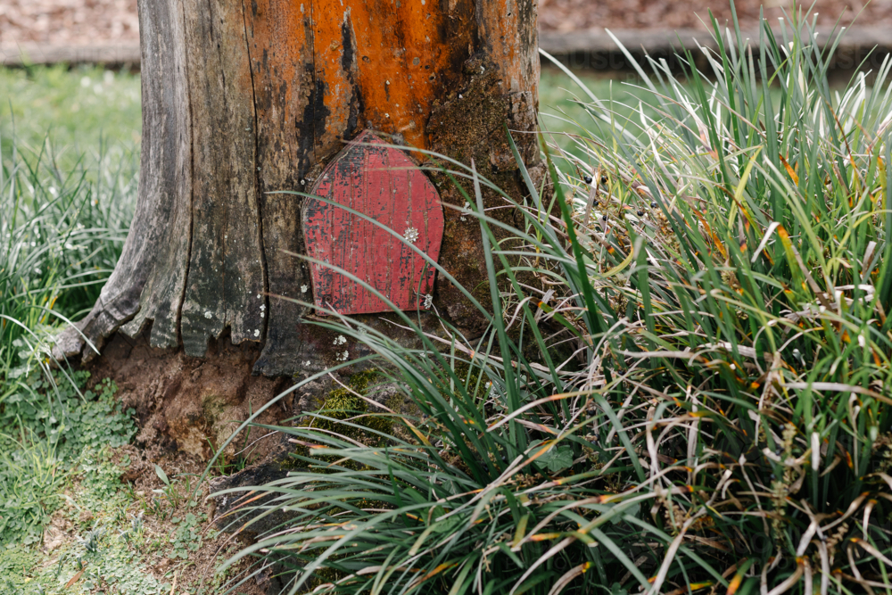 Tree trunk with a small red fairy door behind tall grass - Australian Stock Image