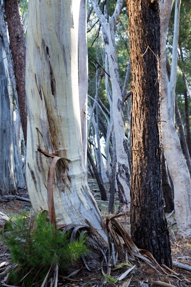 Gum tree trunks in a forest - Australian Stock Image