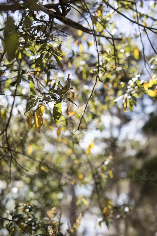 Tree with green and gold leaves - Australian Stock Image