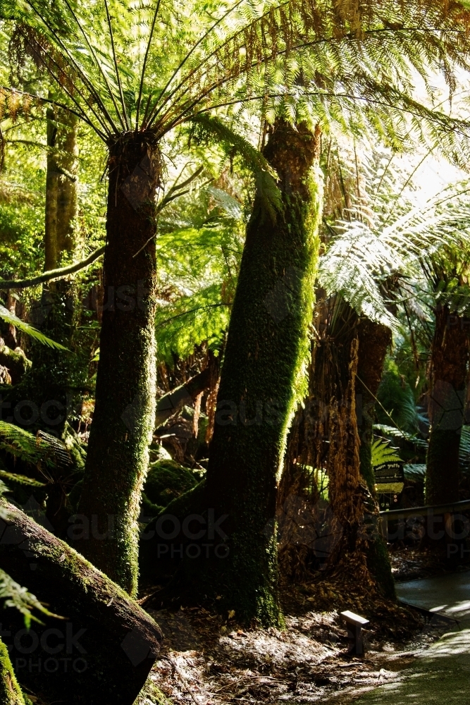 treeferns backlit by sun - Australian Stock Image