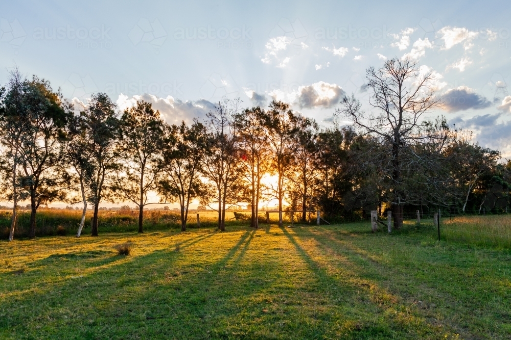 trees along fence line on farm in golden light at the end of the day - Australian Stock Image