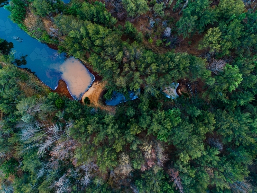 Trees beside pool of stagnant water of creek - Australian Stock Image