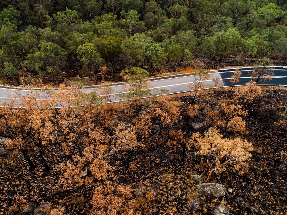 Trees burnt black and brown by bushfire on one side of the road and green on the other - Australian Stock Image