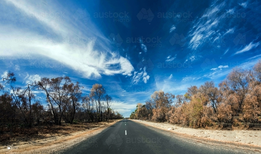 Trees burnt from bushfires along a country asphalt road - Australian Stock Image
