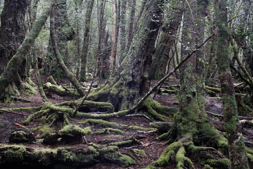 Trees in the wilderness, Cradle Mountain - Australian Stock Image