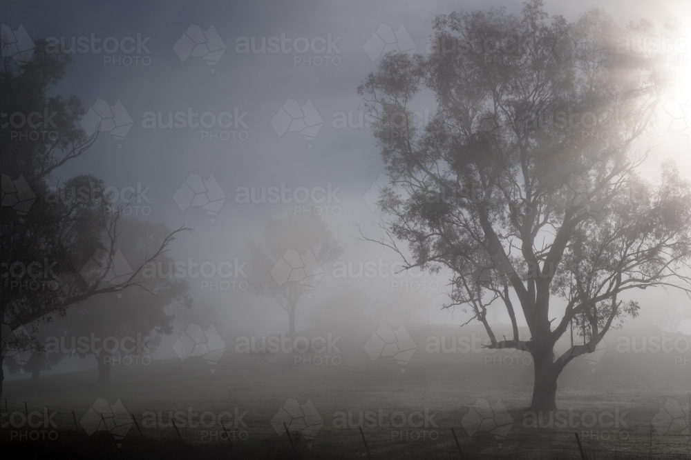 trees on a hillside on a foggy sunrise - Australian Stock Image