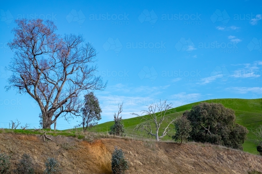 Trees on a lush hillside and a clear blue sky - Australian Stock Image