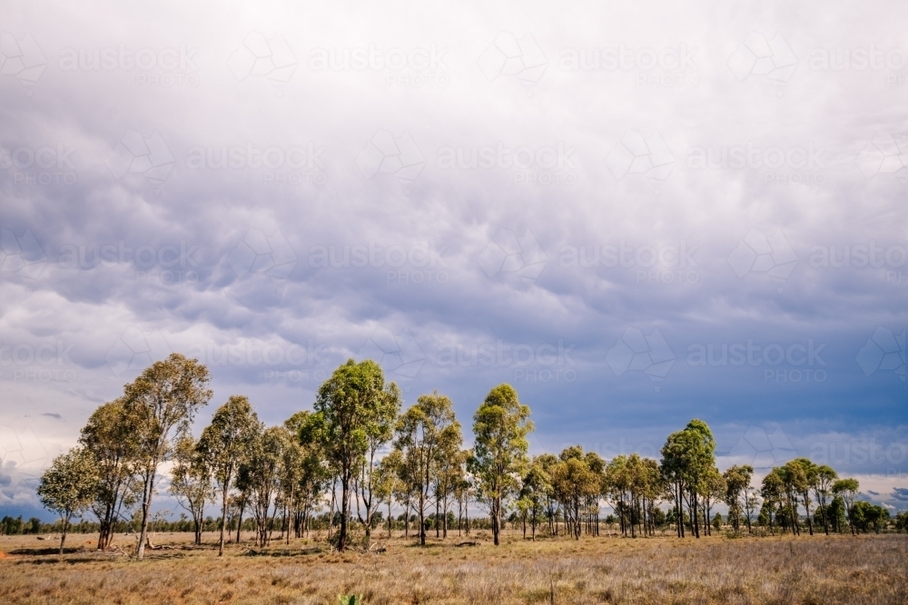 Trees on broad plains with overcast sky - Australian Stock Image