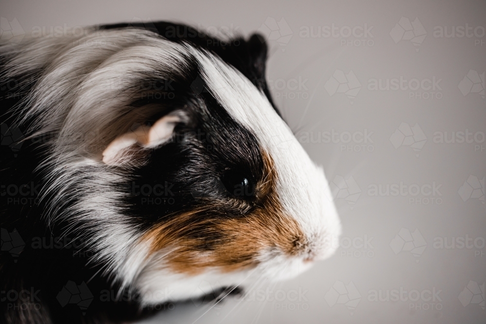 Tri colour american guinea pig face - Australian Stock Image