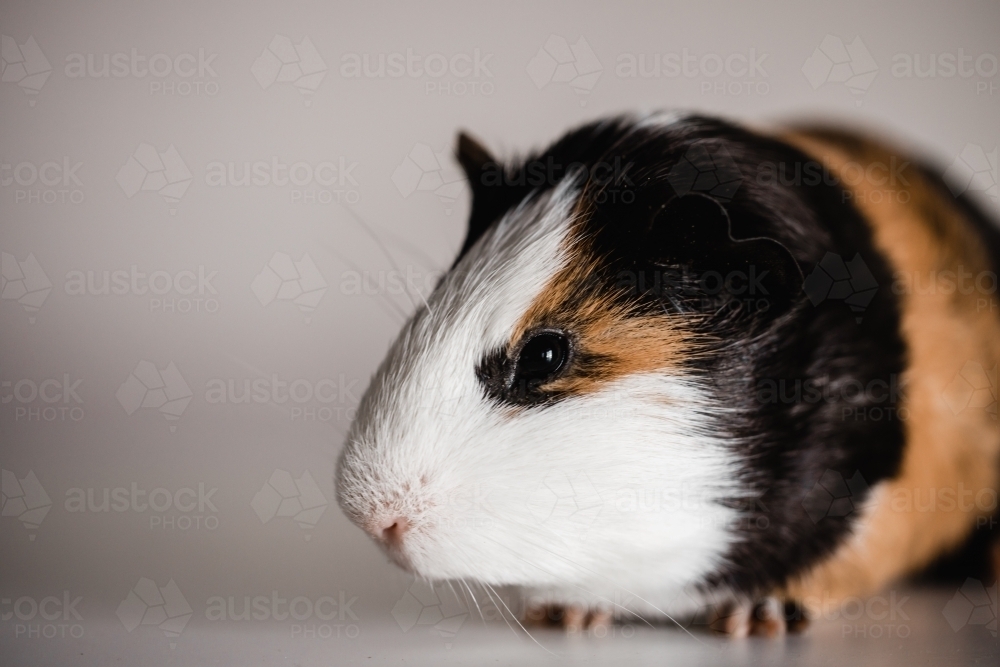 tri colour american guinea pig with room for copy space - Australian Stock Image