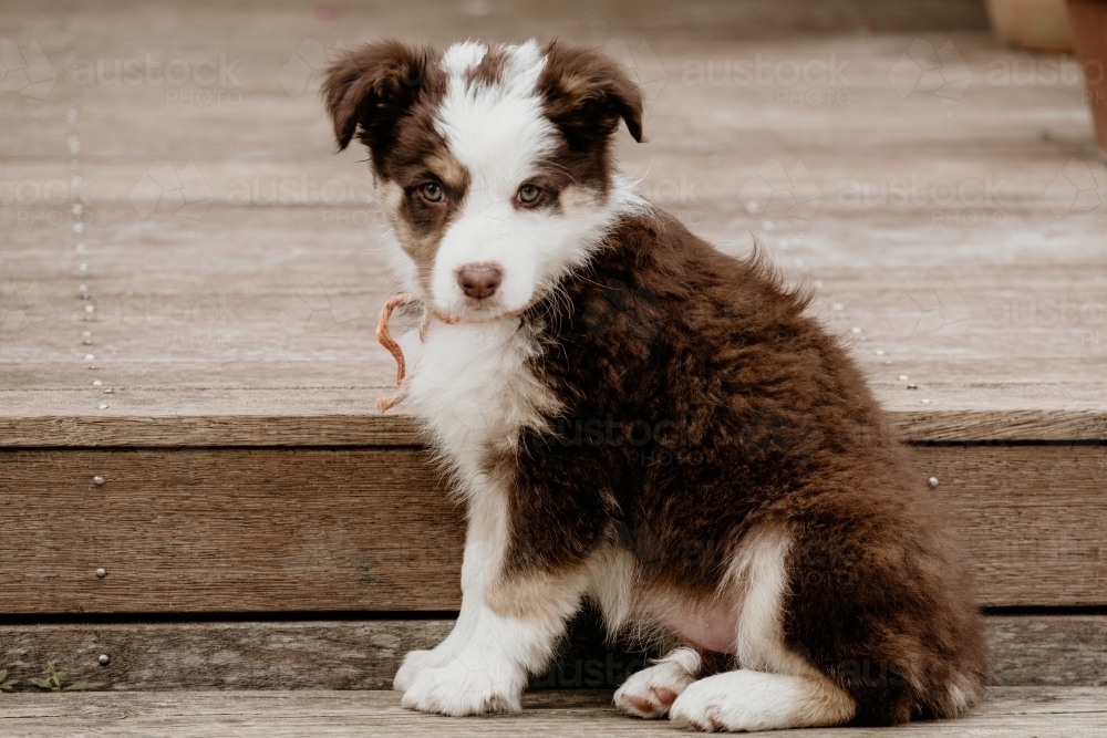 Tri coloured border collie pup sitting on step. - Australian Stock Image