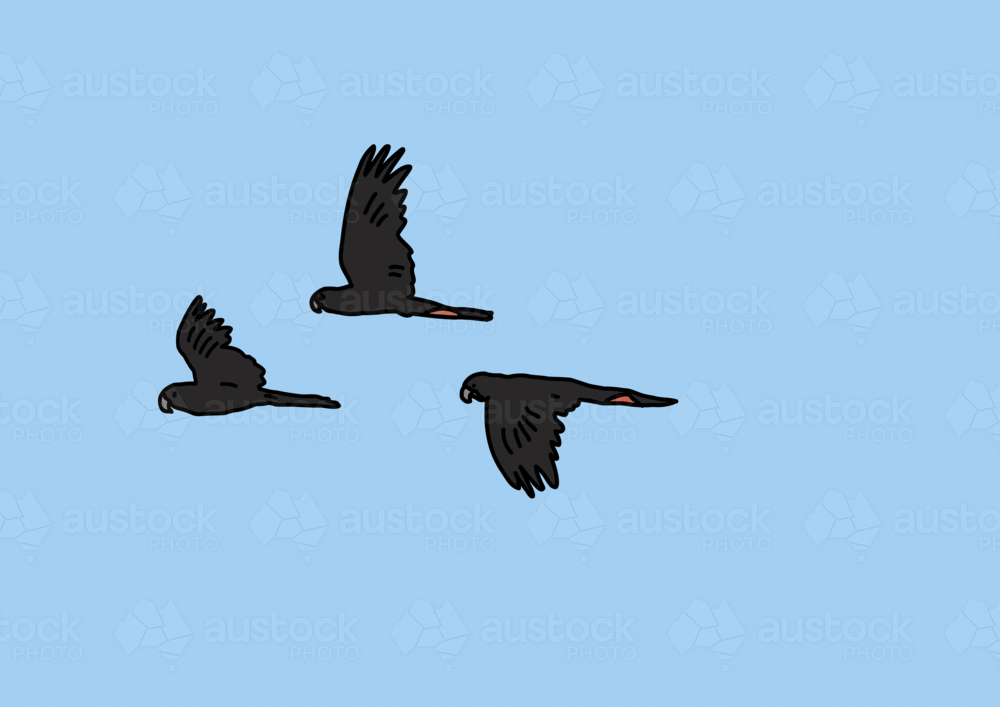 Trio of black cockatoos flying across blue sky - Australian Stock Image